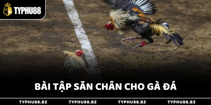 Bài tập săn chân cho gà đá