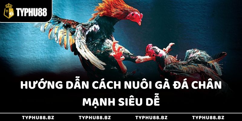 Hướng dẫn cách nuôi gà đá chân mạnh siêu dễ
