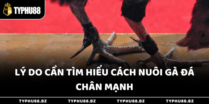Lý do cần tìm hiểu cách nuôi gà đá chân mạnh