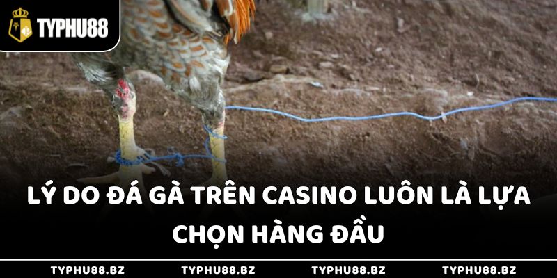 Lý do đá gà trên Casino luôn là lựa chọn hàng đầu