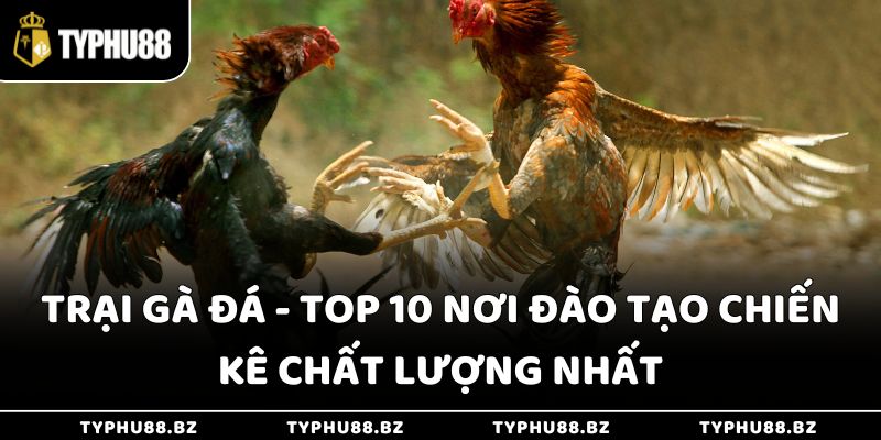 Trại Gà Đá - Top 10 Nơi Đào Tạo Chiến Kê Chất Lượng Nhất